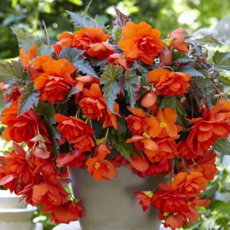 Begonia 'Illumination Orange' Begonia 'Illumination Orange'