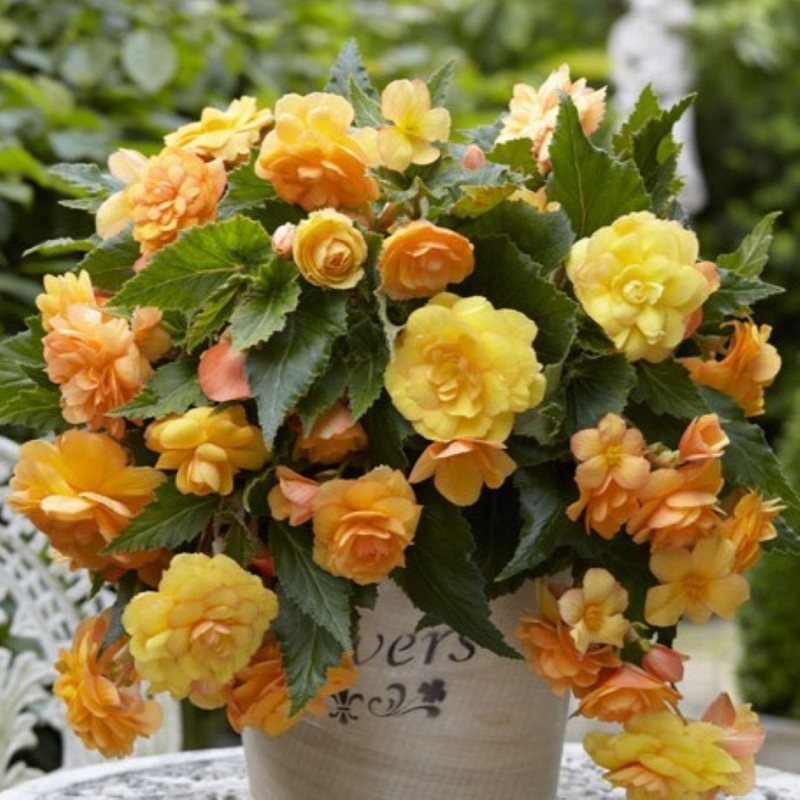 Begonia 'Illumination Apricot Shade' Begonia 'Illumination Apricot Shade'