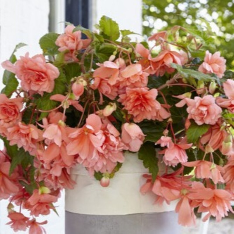 Begonia 'Illumination Salmon Pink' Begonia 'Illumination Salmon Pink'