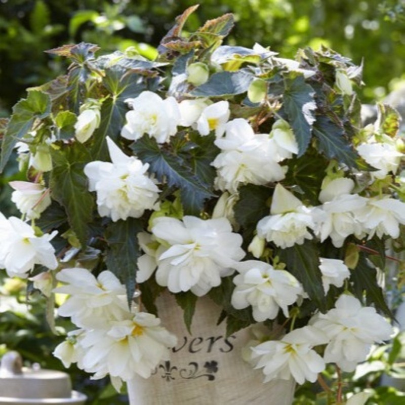 Begonia 'Illumination White' Begonia 'Illumination White'