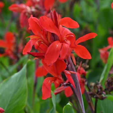 Canna 'Firebird'
