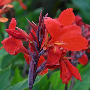 Canna 'Firebird'