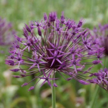 Allium 'Purple Rain' Allium 'Purple Rain'