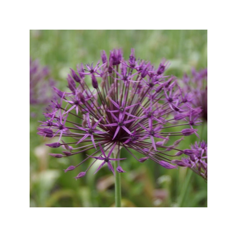 Allium 'Purple Rain' Allium 'Purple Rain'