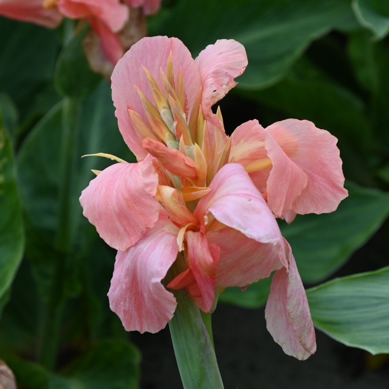 Canna 'Pink Princess'