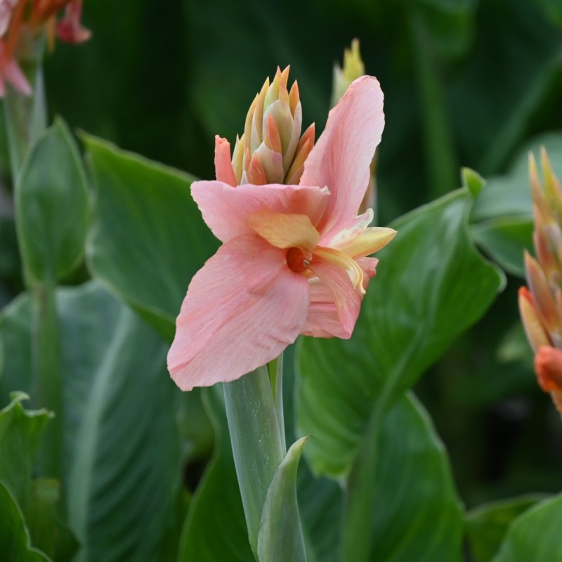 Canna 'Pink Princess'