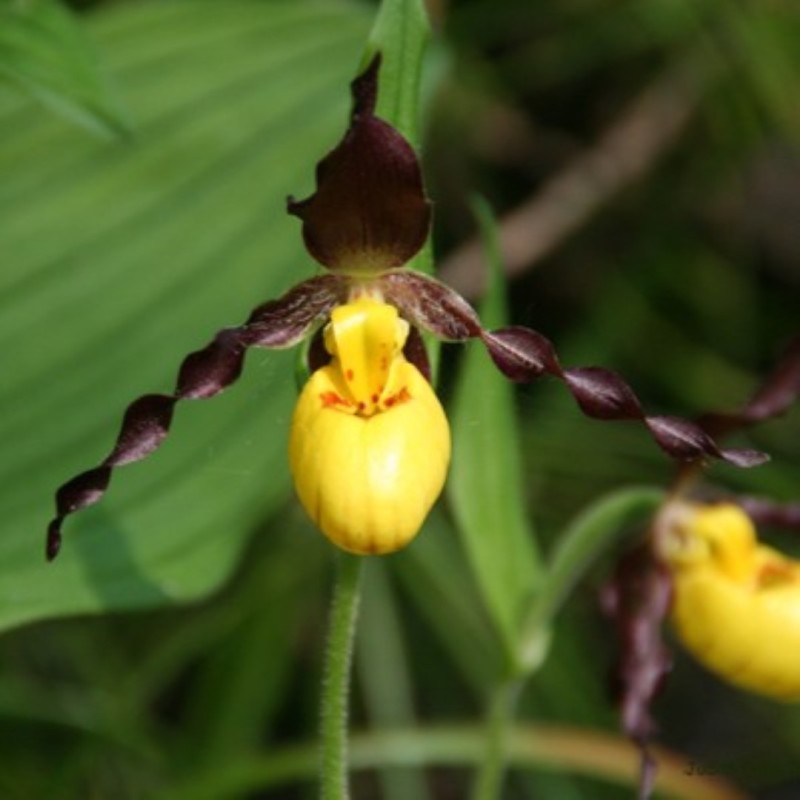 Cypripedium parviflorum var. makasin