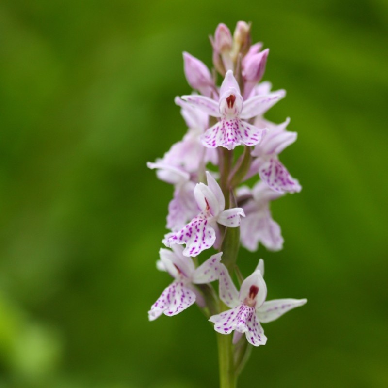 Dactylorhiza maculata subsp. ericetorum Dactylorhiza maculata subsp. ericetorum