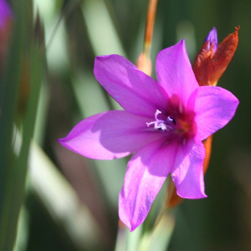 Dierama pauciflorum