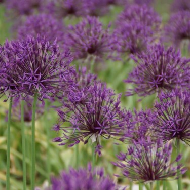 Allium 'Purple Rain' Allium 'Purple Rain'