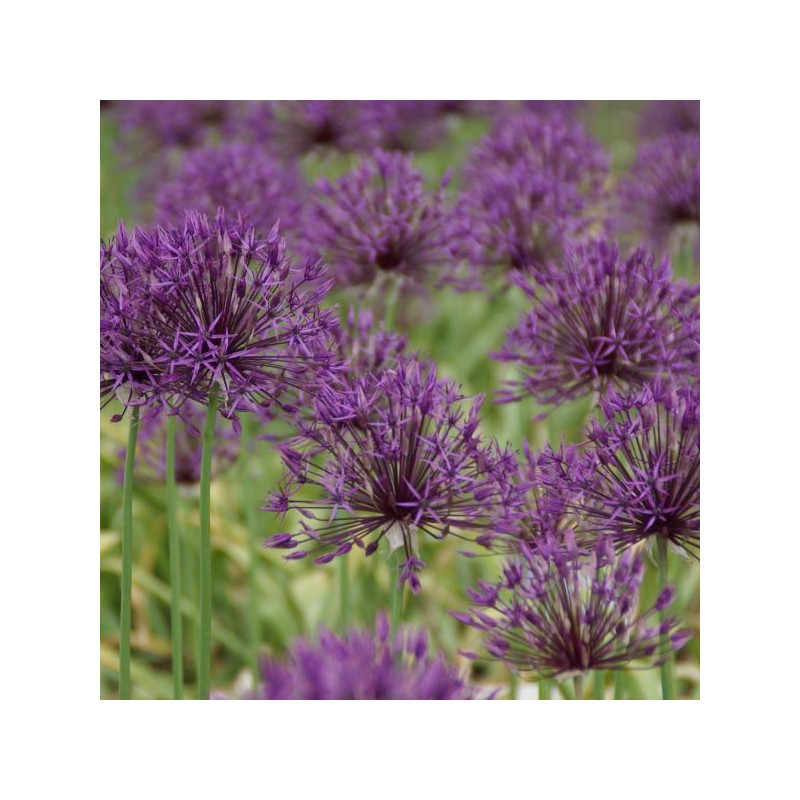 Allium 'Purple Rain' Allium 'Purple Rain'