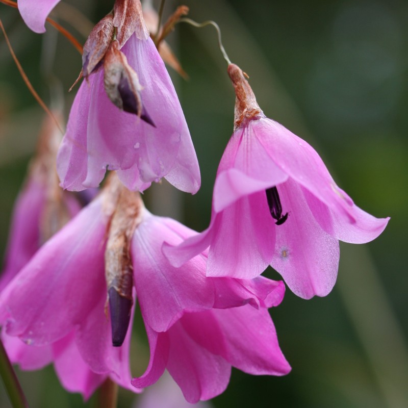 Dierama atrum