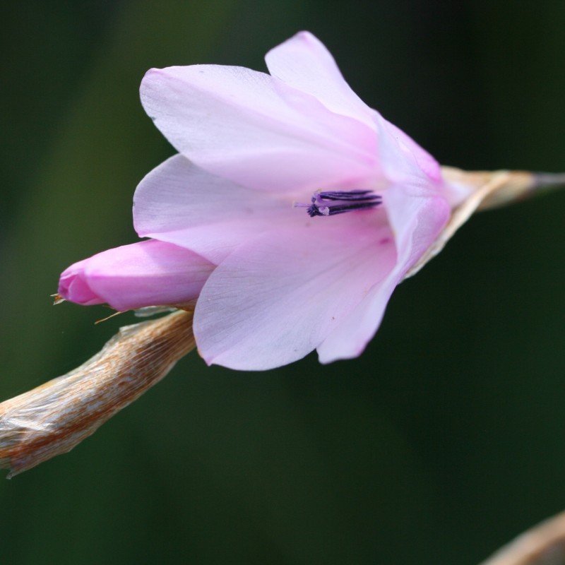 Dierama galpinii