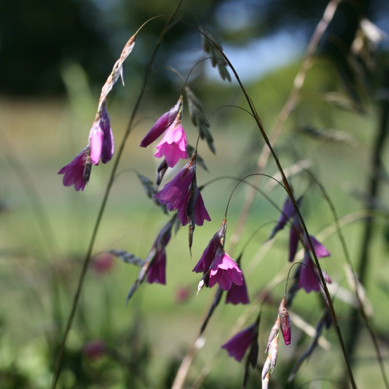 Dierama reynoldsii
