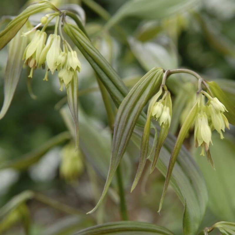 Disporum cantoniense 'Green Giant'