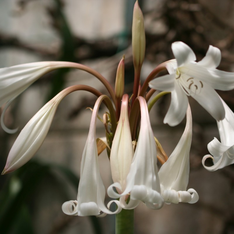 Crinum yemense