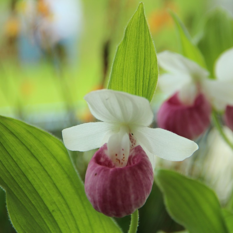Cypripedium reginae Cypripedium reginae