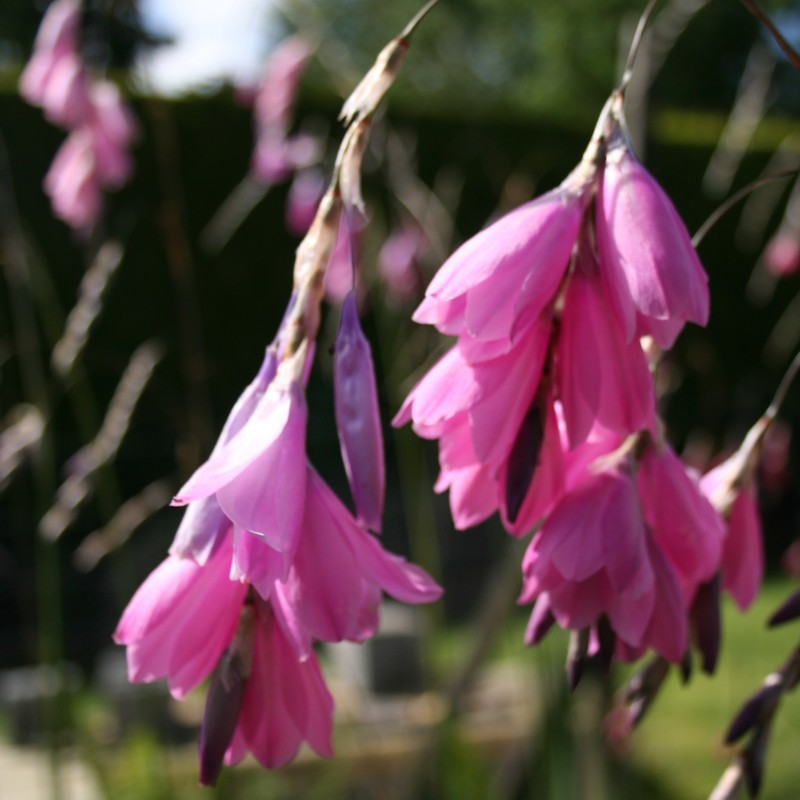 Dierama argyreum