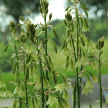 Galtonia viridiflora