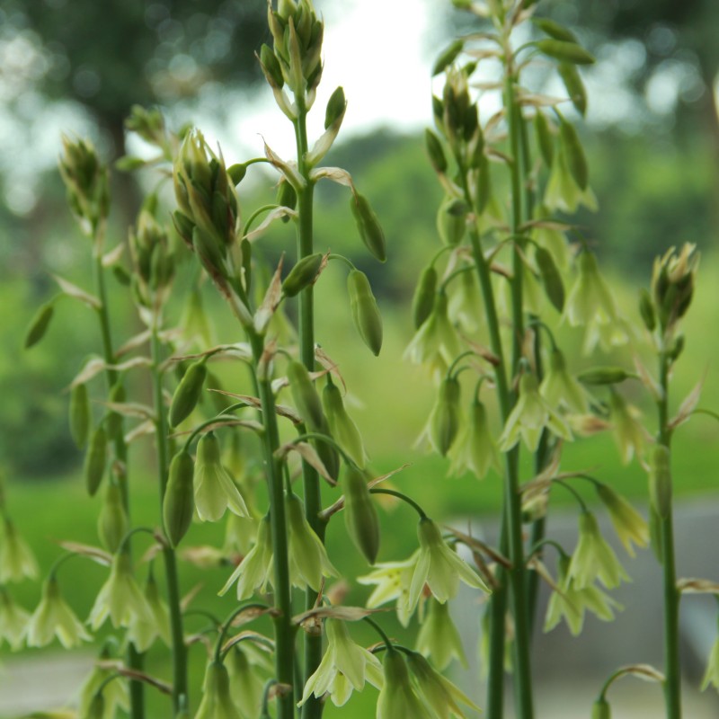 Galtonia viridiflora