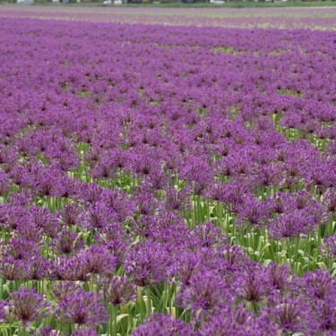 Allium 'Purple Rain' Allium 'Purple Rain'