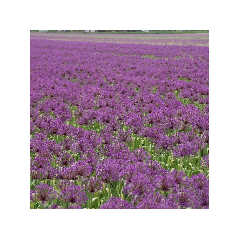 Allium 'Purple Rain' Allium 'Purple Rain'