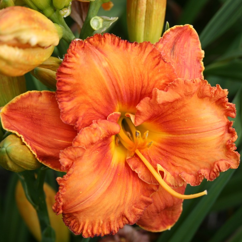 Hemerocallis 'Sunset Skye'