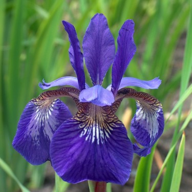 Iris sibirica 'Flight of Butterflies'