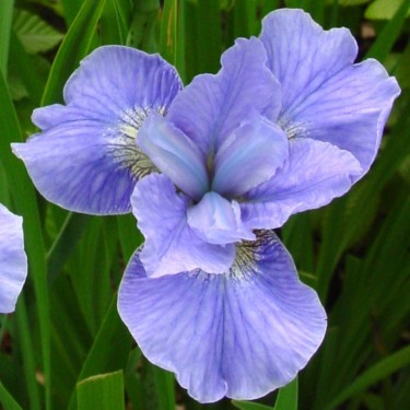 Iris sibirica 'Dear Delight'