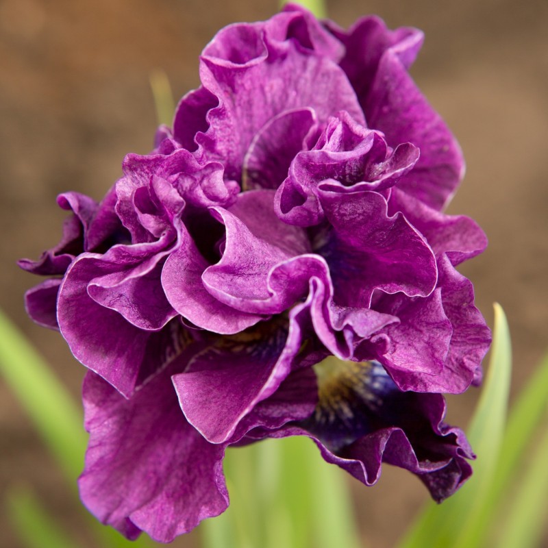 Iris sibirica 'Bundle of Joy'