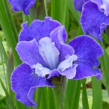 Iris sibirica 'Regency Belle'