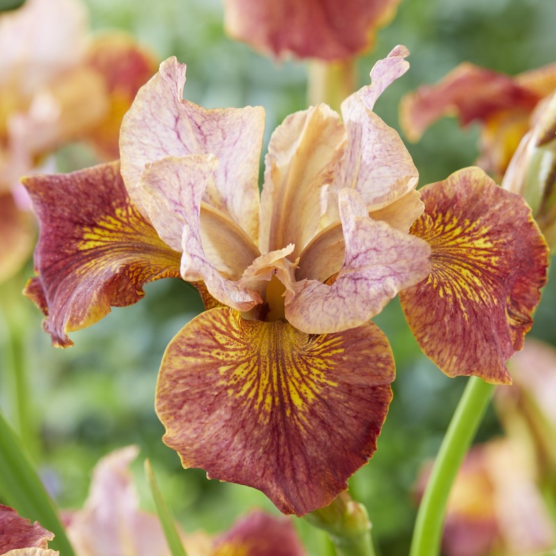 Iris sibirica 'Paprikash'