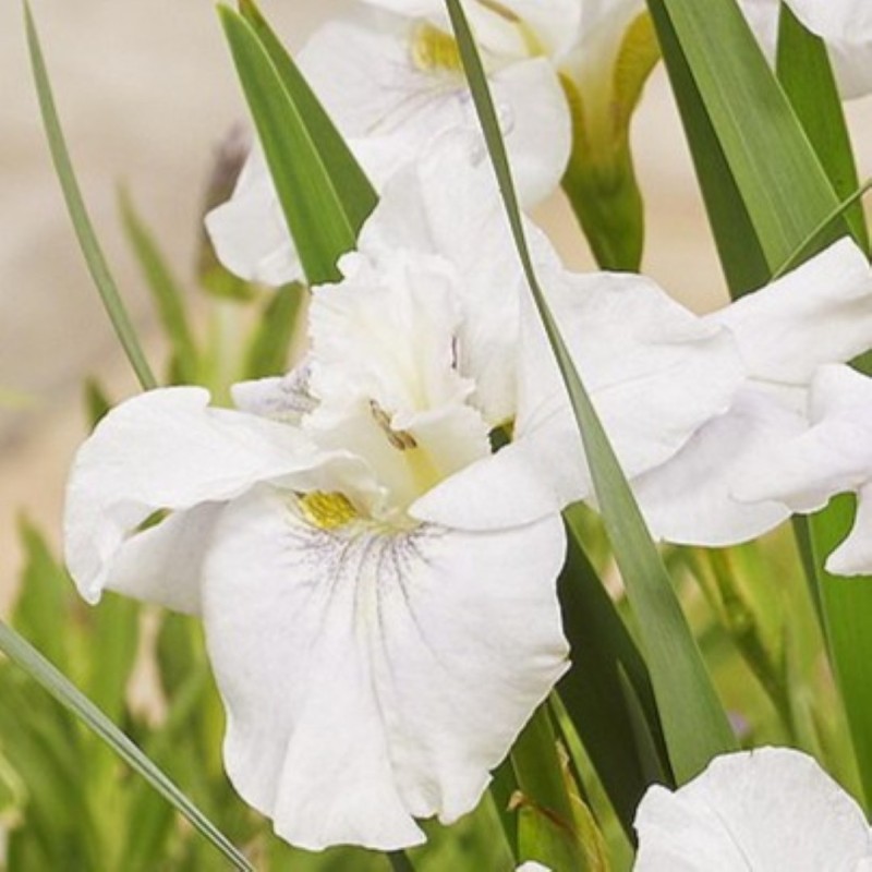 Iris sibirica 'Not Quite White'
