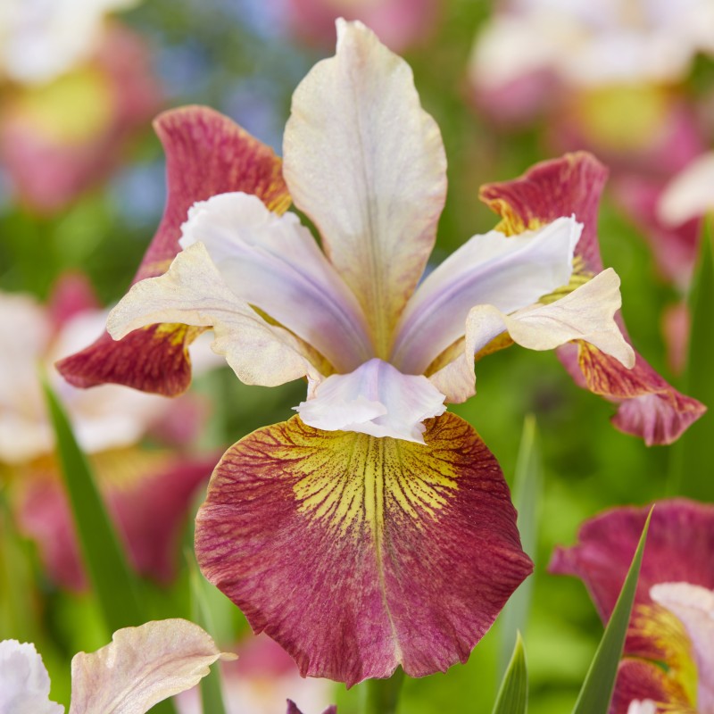 Iris sibirica 'Sugar Rush'