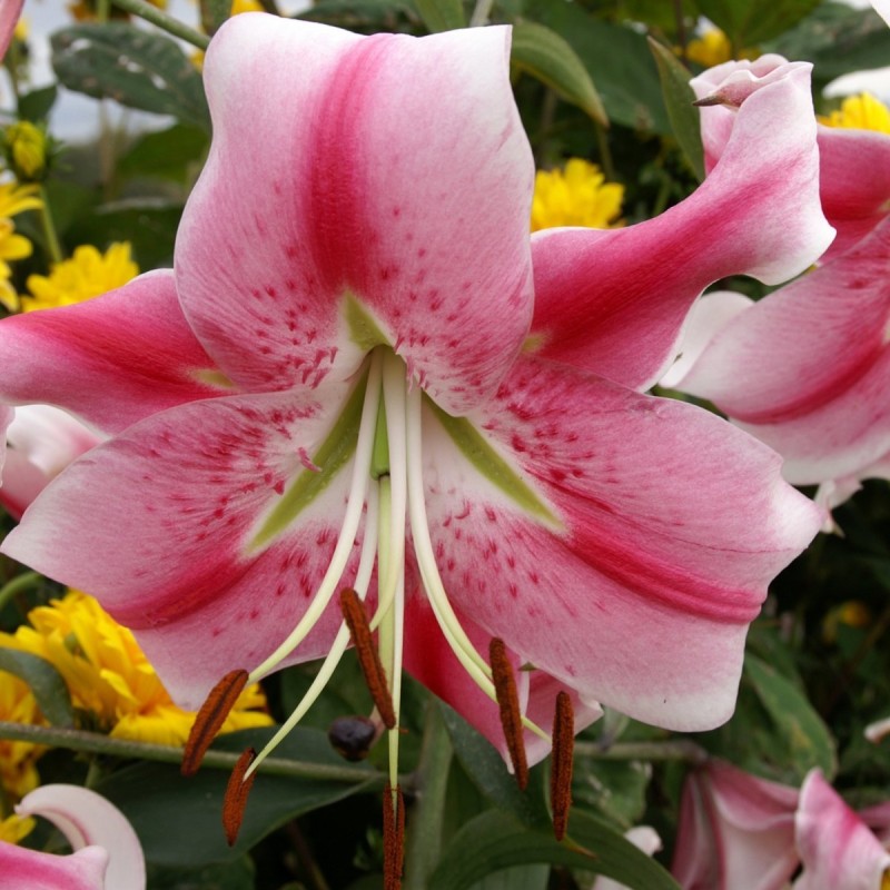 Lilium 'Anastasia' Lilium 'Anastasia'