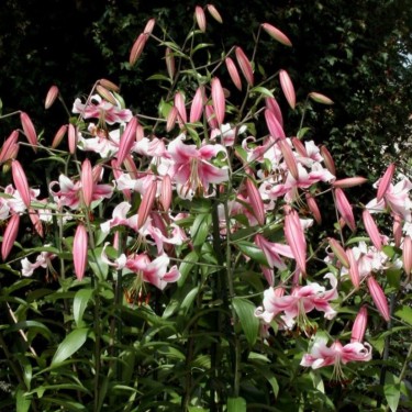 Lilium 'Anastasia' Lilium 'Anastasia'