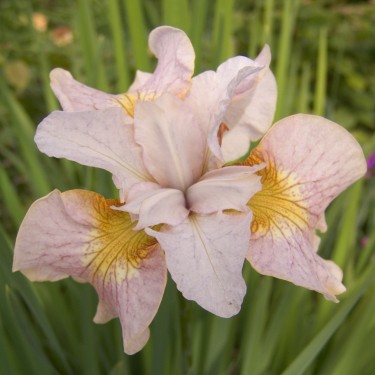 Iris sibirica 'Lemon Veil'