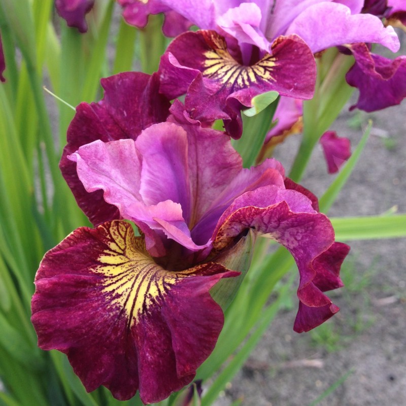 Iris sibirica 'Miss Apple' Iris sibirica 'Miss Apple'