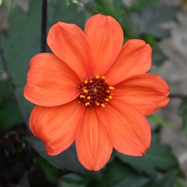 Dahlia 'Bishop of Oxford'