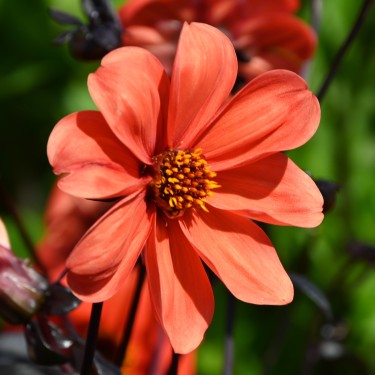 Dahlia 'Bishop of Oxford' Dahlia 'Bishop of Oxford'
