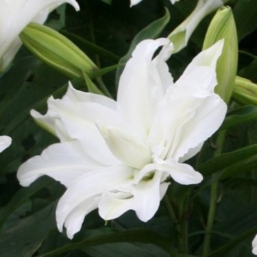 Lilium 'My Wedding' 