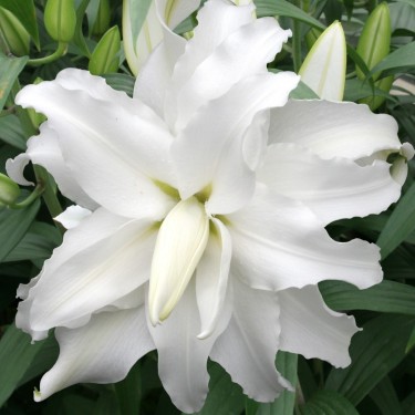 Lilium 'My Wedding' 