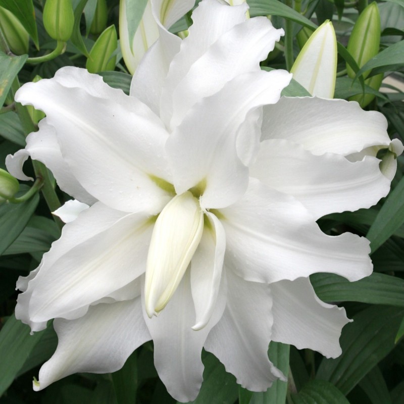 Lilium 'My Wedding' 