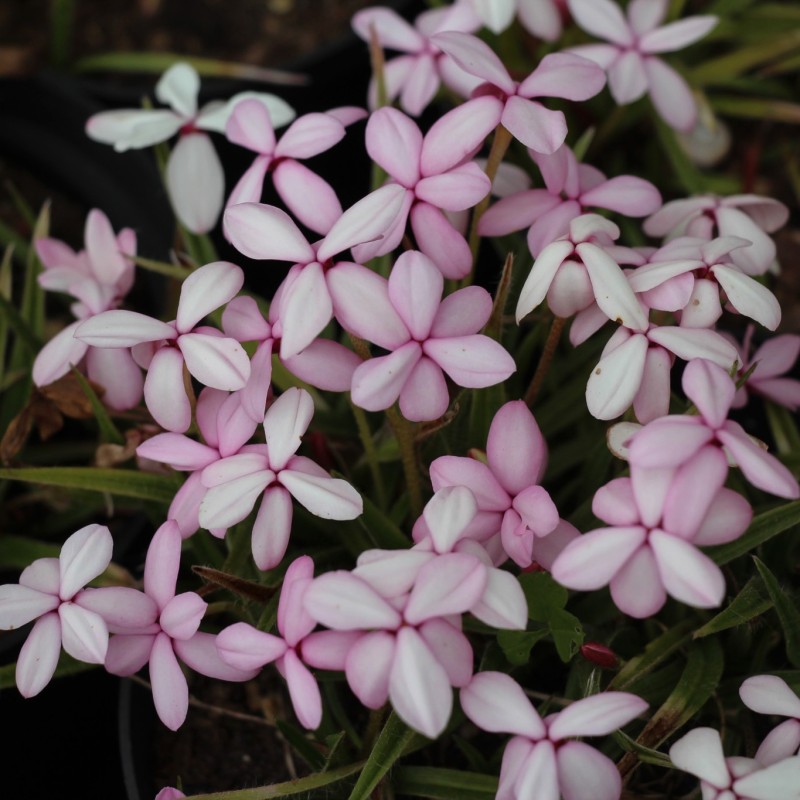 Rhodohypoxis baurii var. platypetala