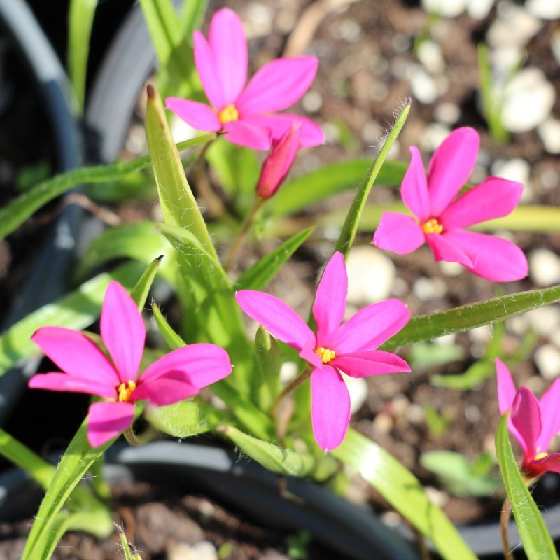 Rhodoxis 'Hebron Farm Cerise'