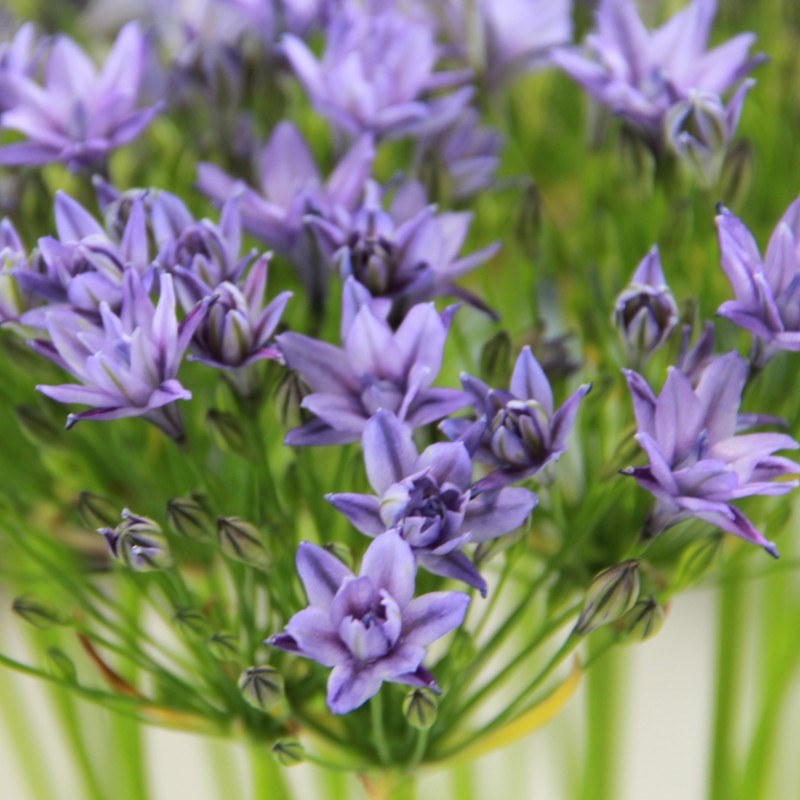 Triteleia 'Aquarius'