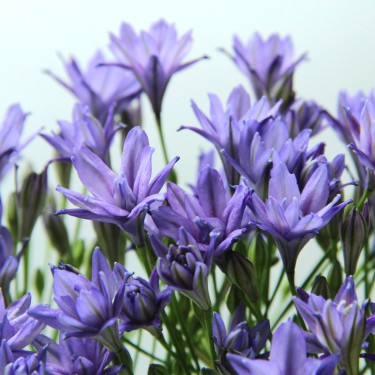 Triteleia 'Aquarius'