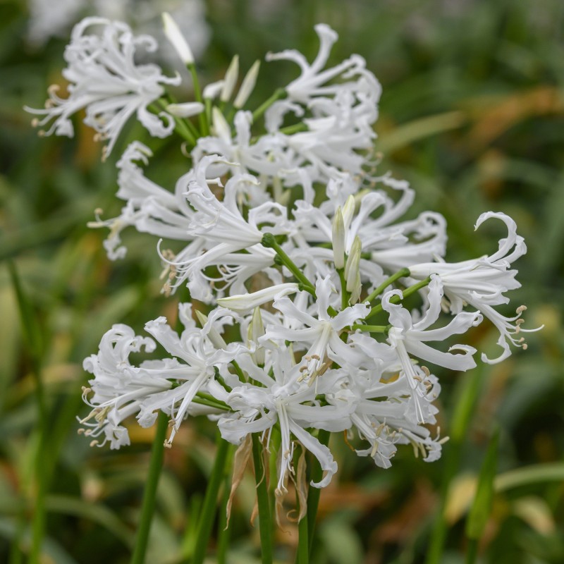 Nerine bowdenii 'Like a Virgin'