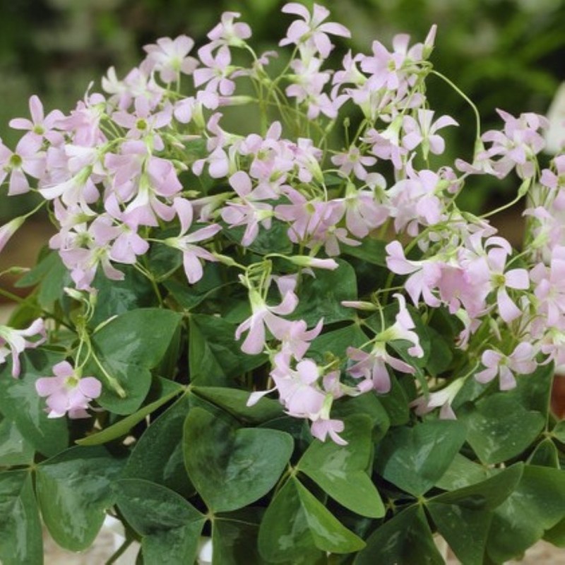 Oxalis triangularis ssp. papilionacea 'Fanny' ®