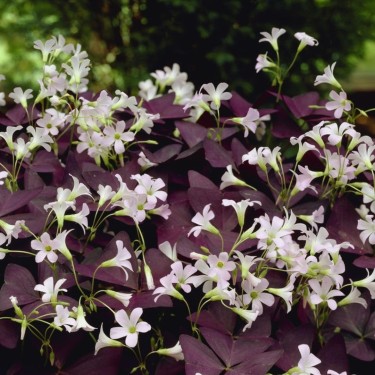 Oxalis triangularis 'Mijke' ®
